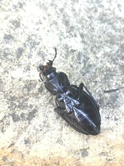 Carabus cancellatus