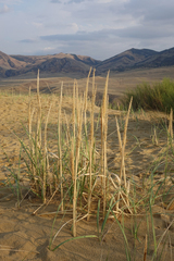 Leymus racemosus
