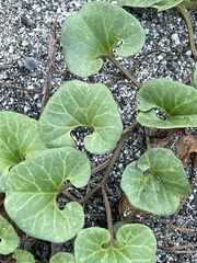 Calystegia soldanella