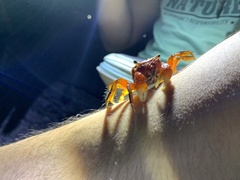 Orisarma intermedium