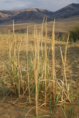 Leymus racemosus