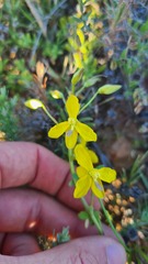 Cyanella lutea lutea