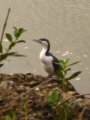 Phalacrocorax varius varius