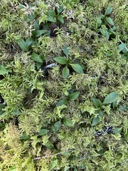 Goodyera repens