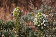Echium aculeatum