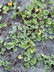 Calystegia soldanella