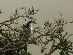 Phalacrocorax varius varius