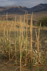 Leymus racemosus