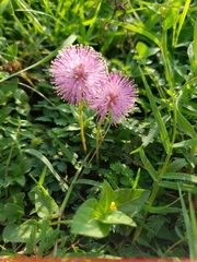 Mimosa strigillosa