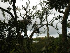 Phalacrocorax varius varius
