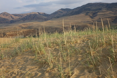 Leymus racemosus