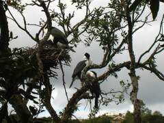 Phalacrocorax varius varius