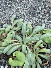 Camissoniopsis cheiranthifolia