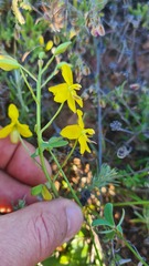 Cyanella lutea lutea