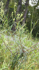 Brickellia eupatorioides