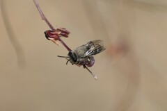 Colletes