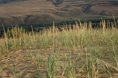 Leymus racemosus