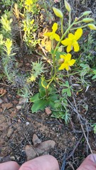 Cyanella lutea lutea