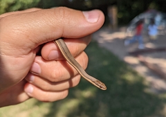 Regina septemvittata