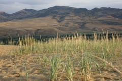 Leymus racemosus
