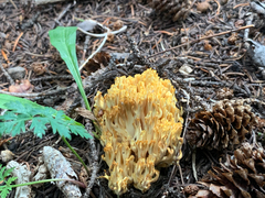 Ramaria flava