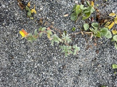 Camissoniopsis cheiranthifolia