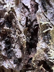 Pseudographis pinicola