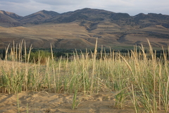 Leymus racemosus