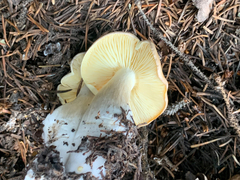 Tricholoma saponaceum