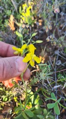 Cyanella lutea lutea