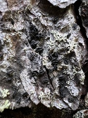Pseudographis pinicola