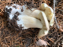 Tricholoma saponaceum
