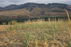 Leymus racemosus