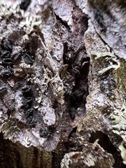 Pseudographis pinicola