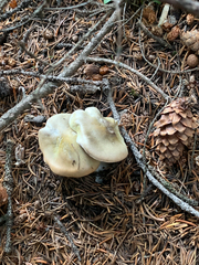 Tricholoma saponaceum