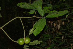 Tabernaemontana crassa