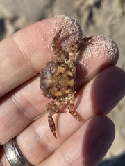 Hemigrapsus sanguineus