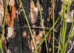 Cryptoblepharus buchananii