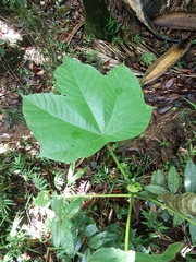 Cecropia schreberiana