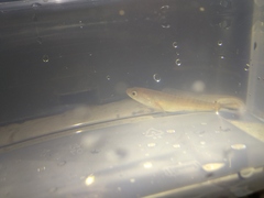 Channa striata