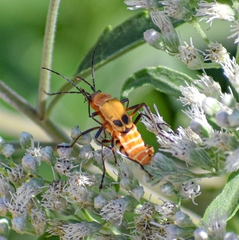 Chauliognathus discus discus