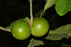 Tabernaemontana crassa