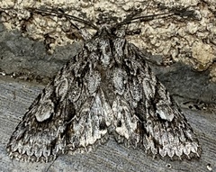 Meganephria bimaculosa