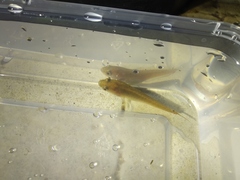 Channa striata
