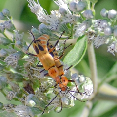 Chauliognathus discus discus