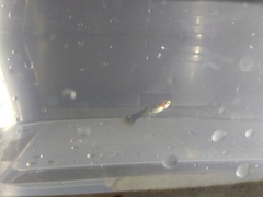 Poecilia reticulata