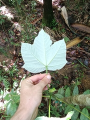 Cecropia schreberiana