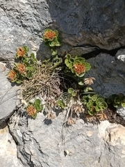 Teucrium pyrenaicum