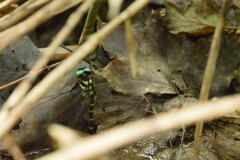 Anotogaster sieboldii sieboldii