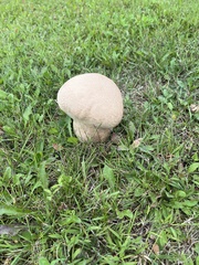 Calvatia